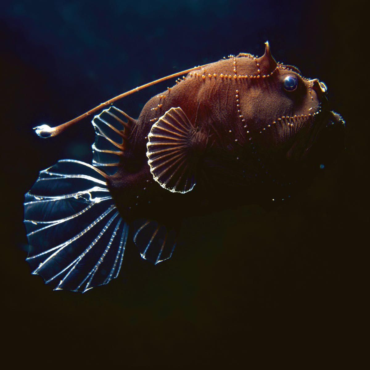Photograph of an Angerfish