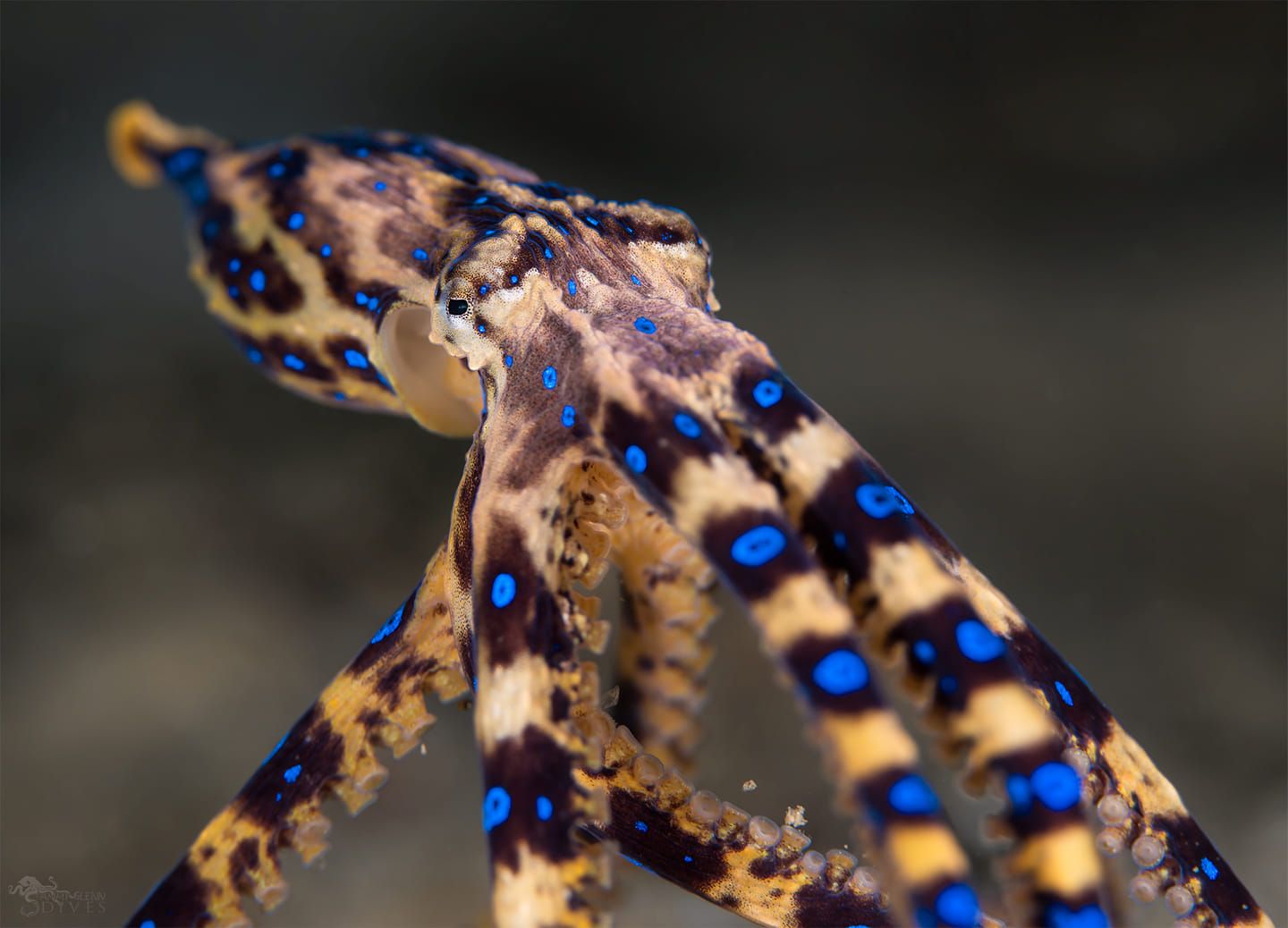 Southen Blue-Ringed Octopus 3