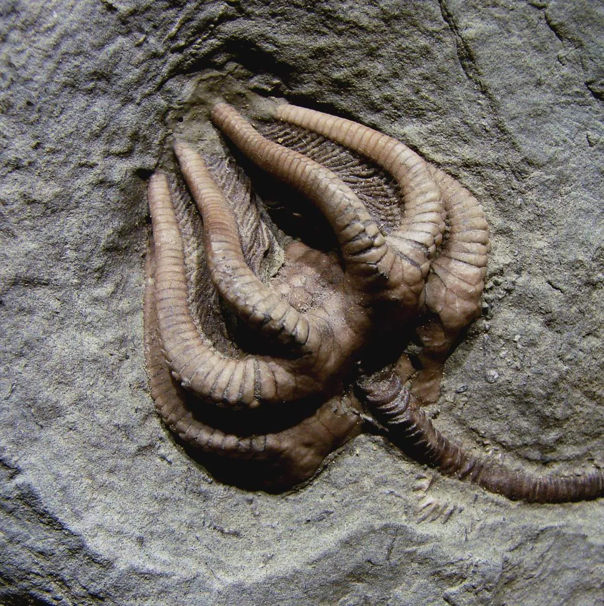 Crinoid fossil