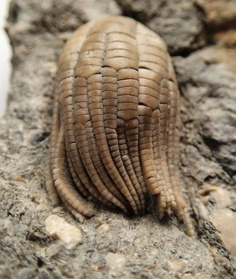 Another Crinoid fossil