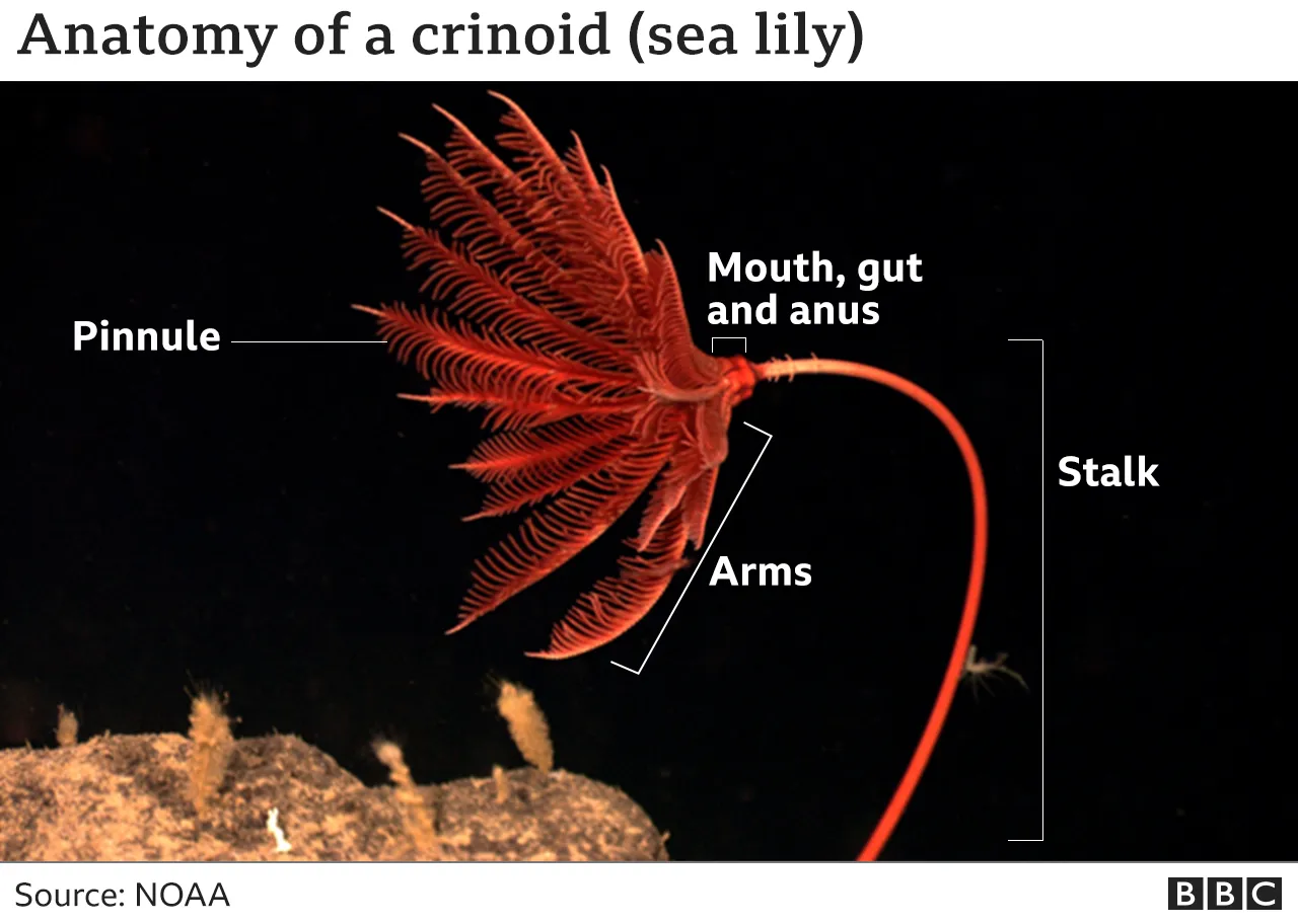 Crinoid Anatomy