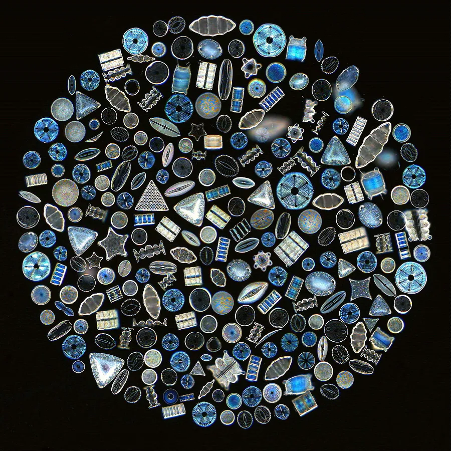 A photo of diatoms through a microscope