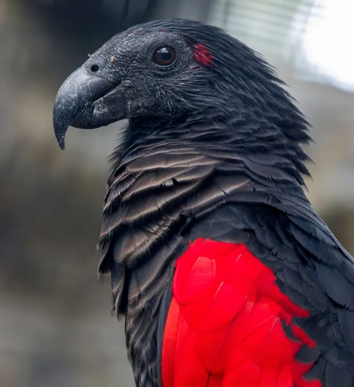 The Dracula Parrot