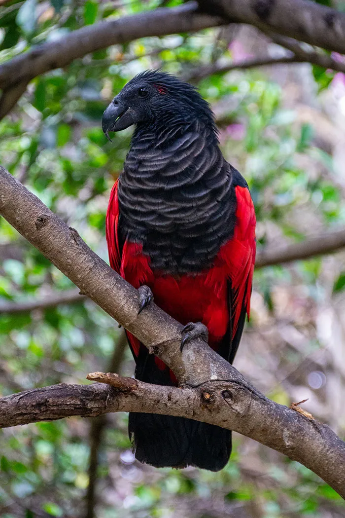 The Dracula Parrot