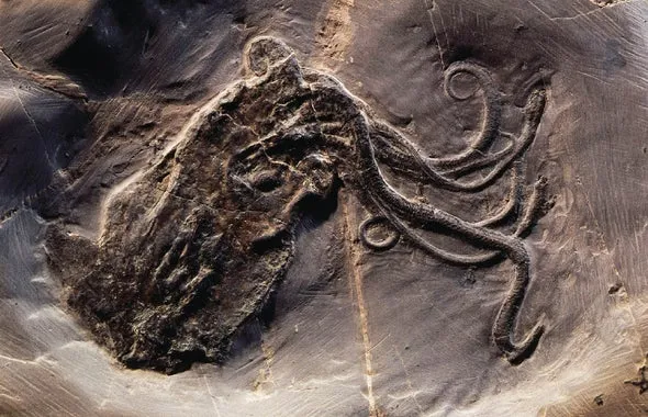 Octopus fossil