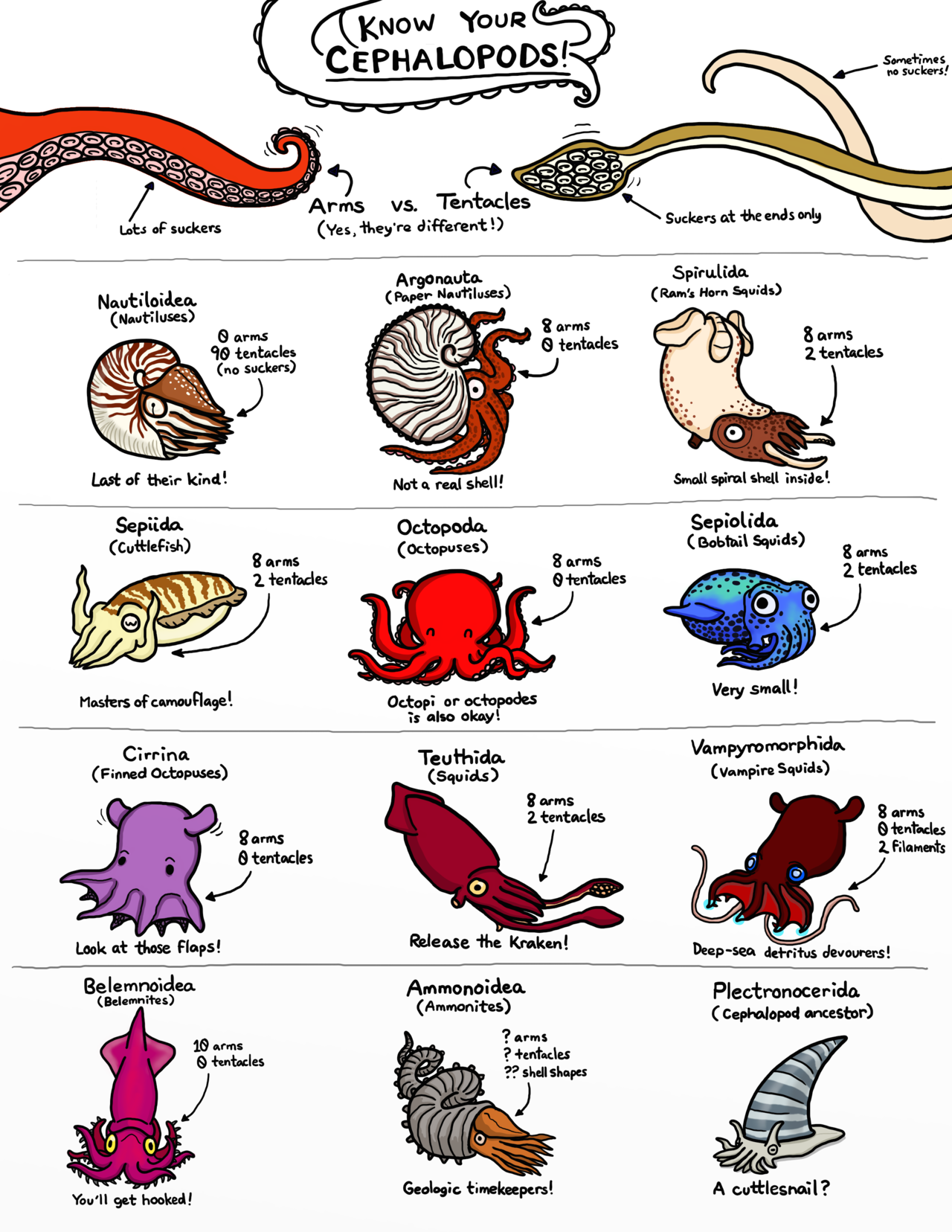 Know your Cephalopods