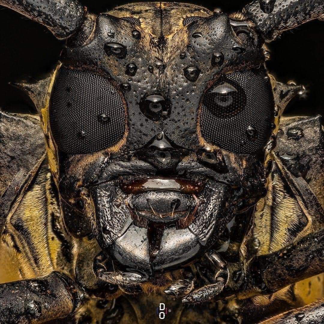 Macrophotograph of a longhorn beetle that looks like the transformer Bumblebee