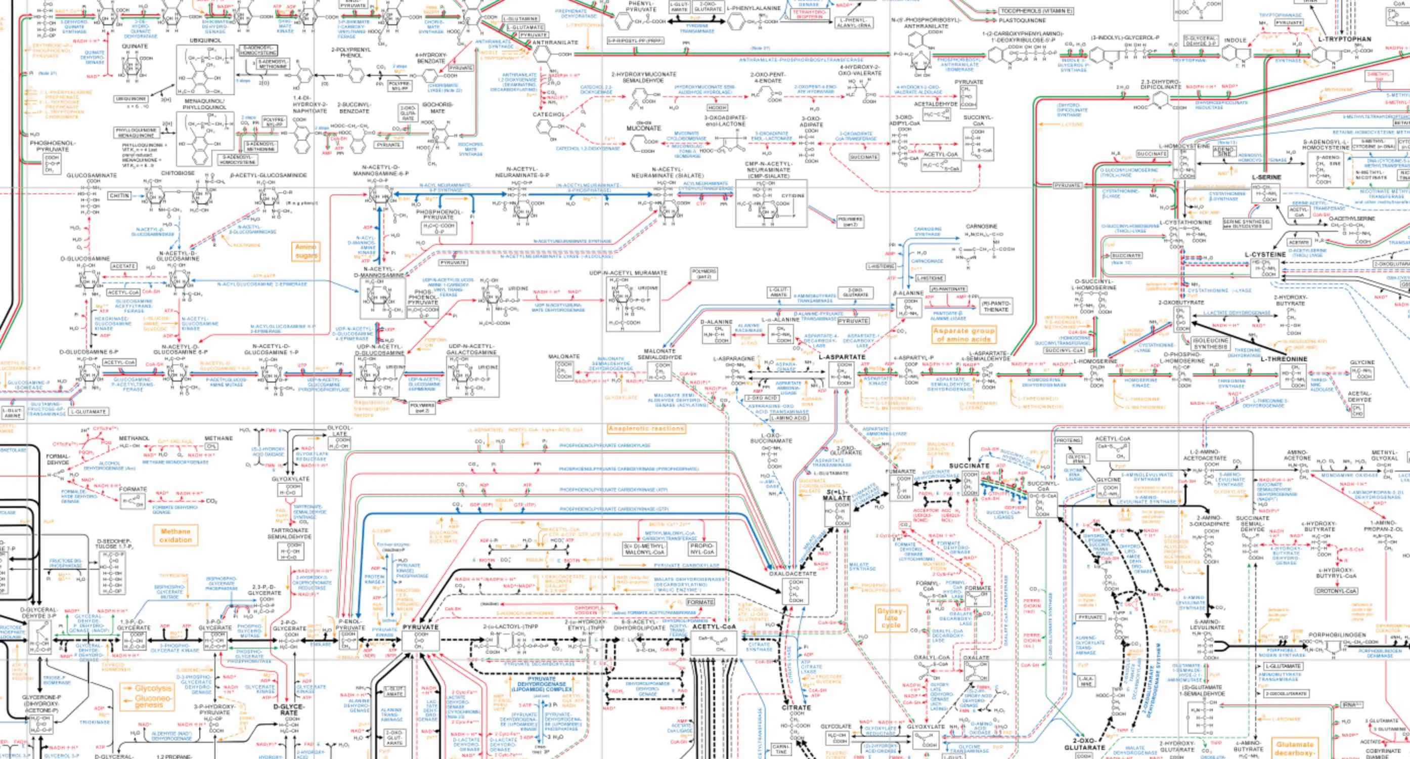 metabolic pathways