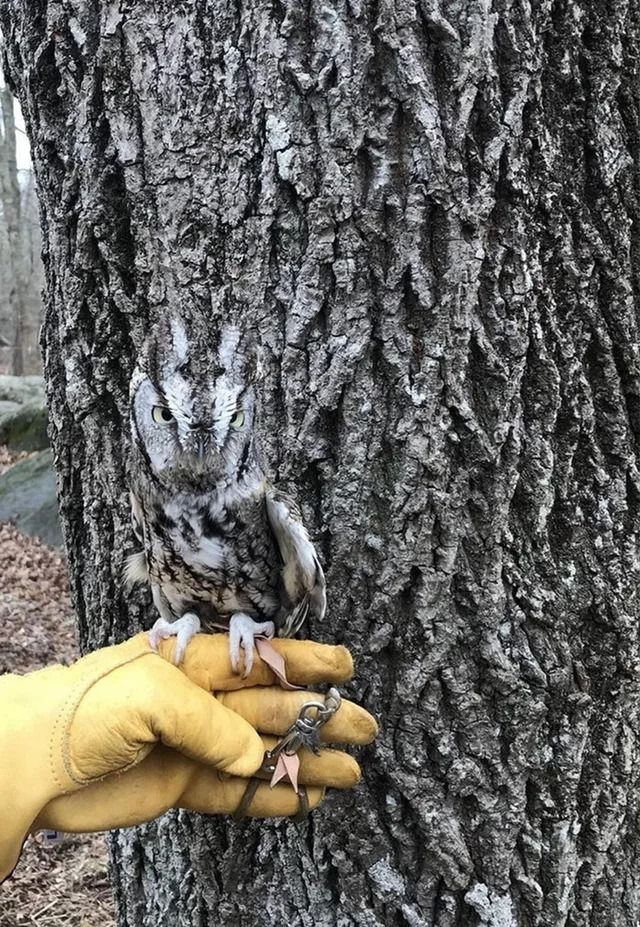 Camouflaged Owl 1