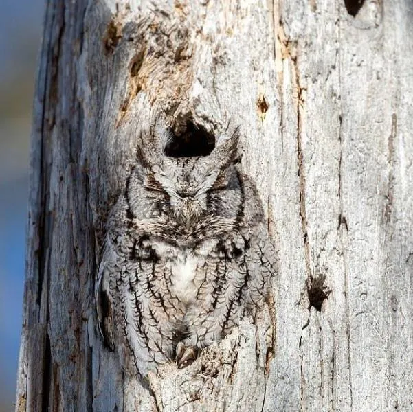 Camouflaged Owl 2