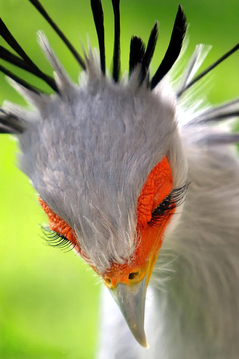 Secretarybird