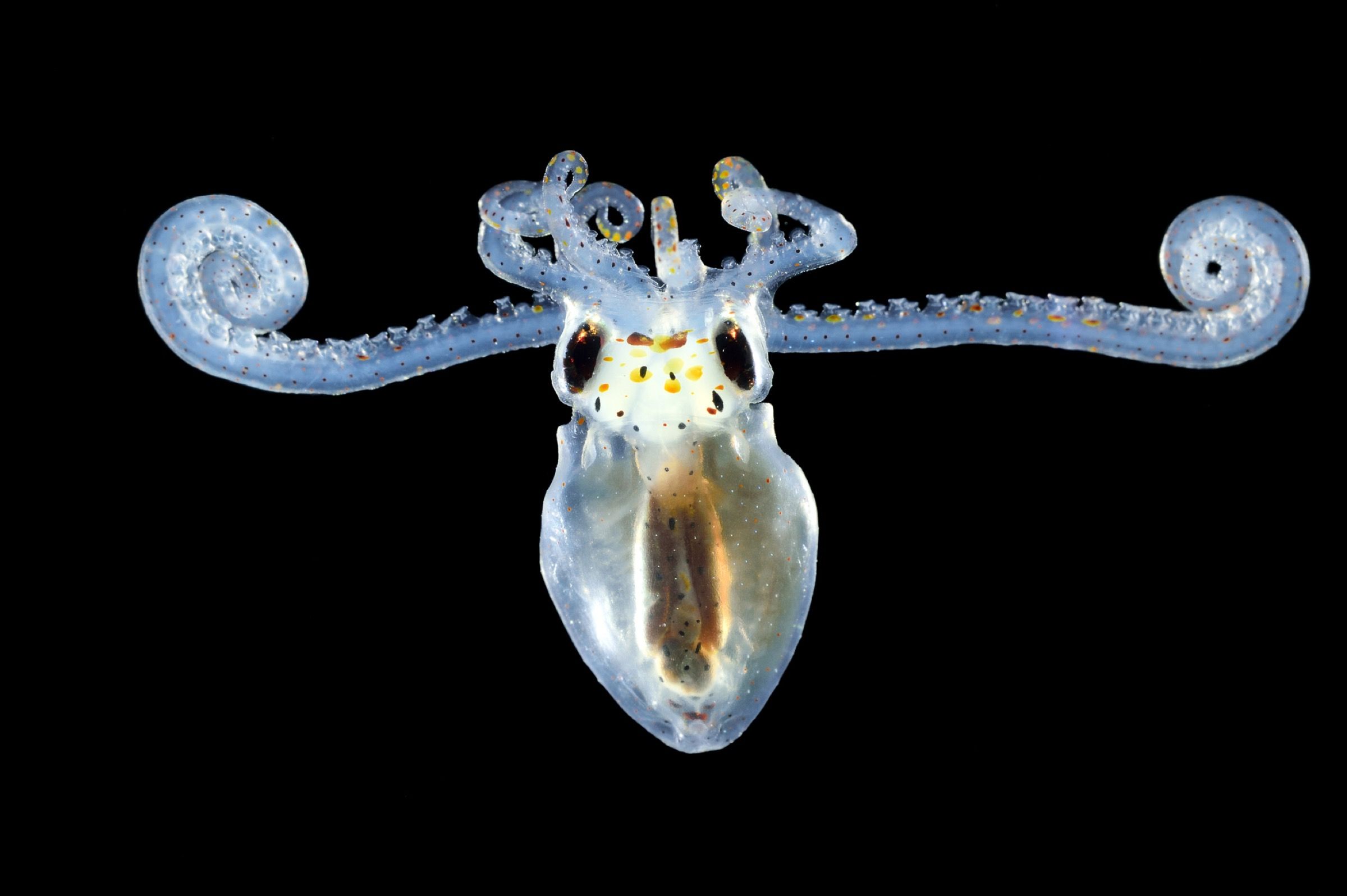 Longarm Octopus larva (Macrotritopus defilippi)
