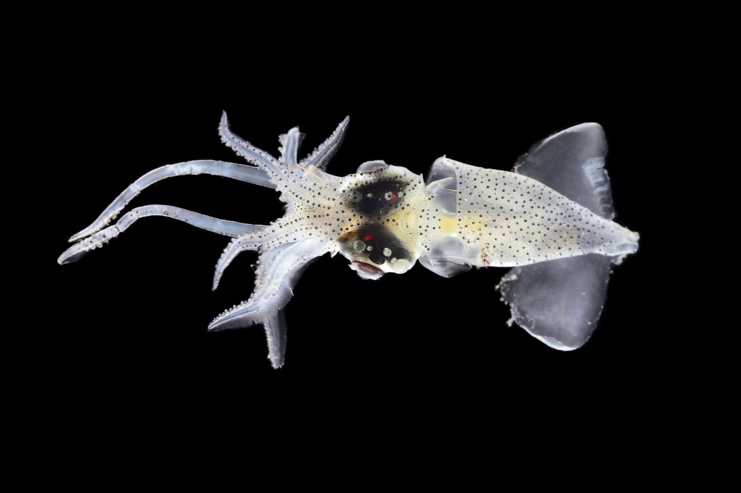 Eye-flash Squid (Abralia veranyi)