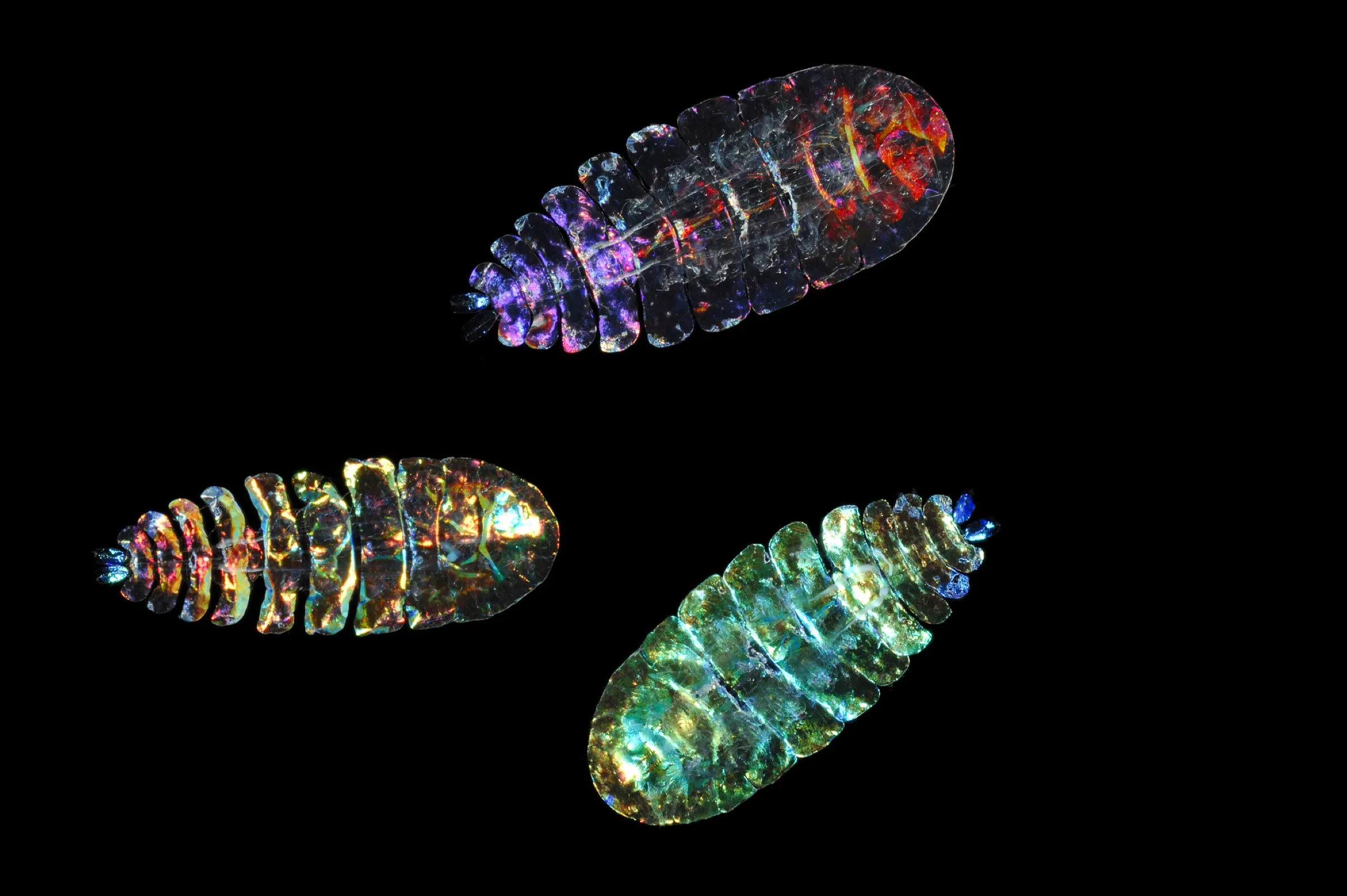 Male copepods