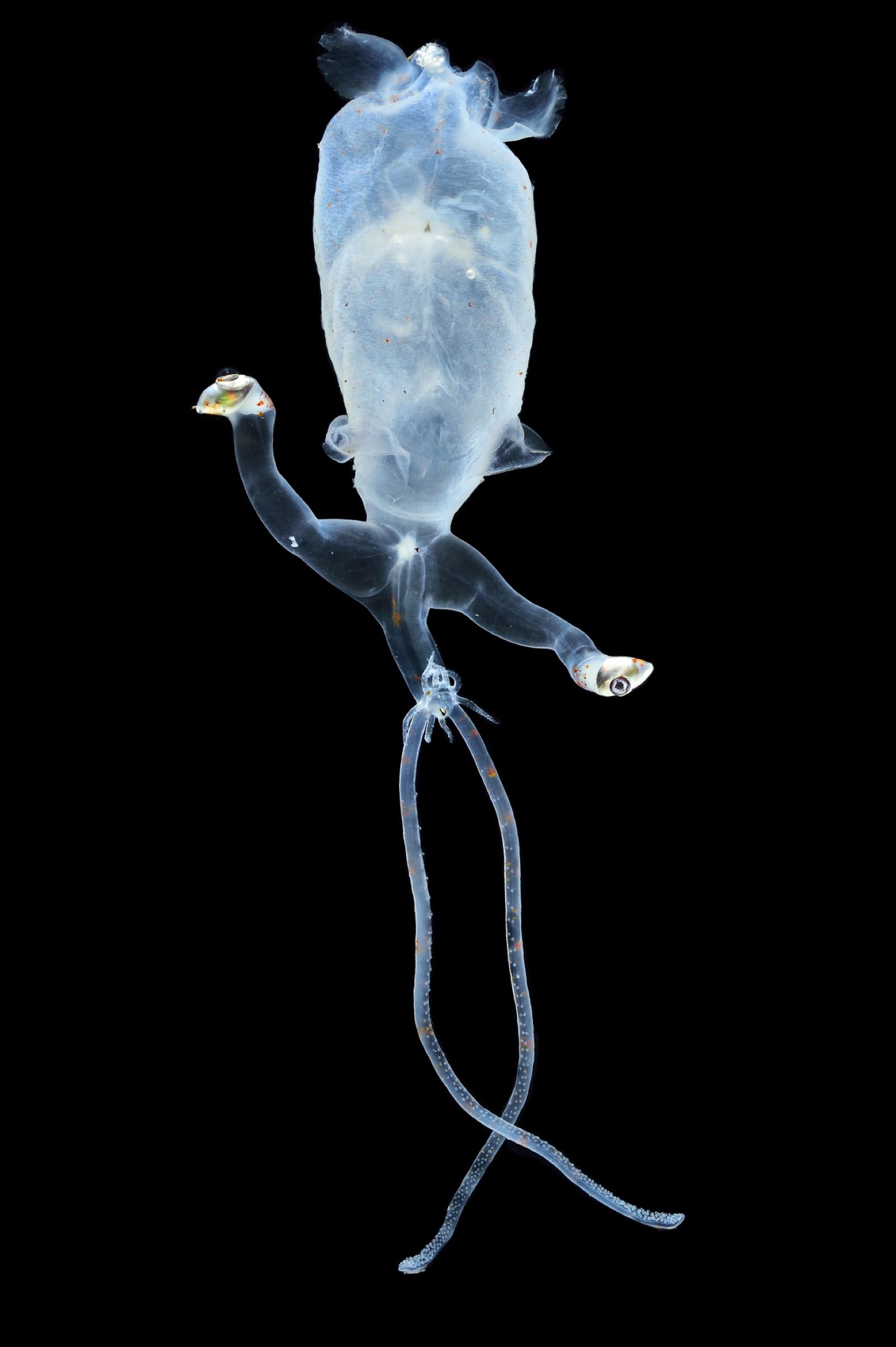 Glass Squid (Bathothauma lyromma)