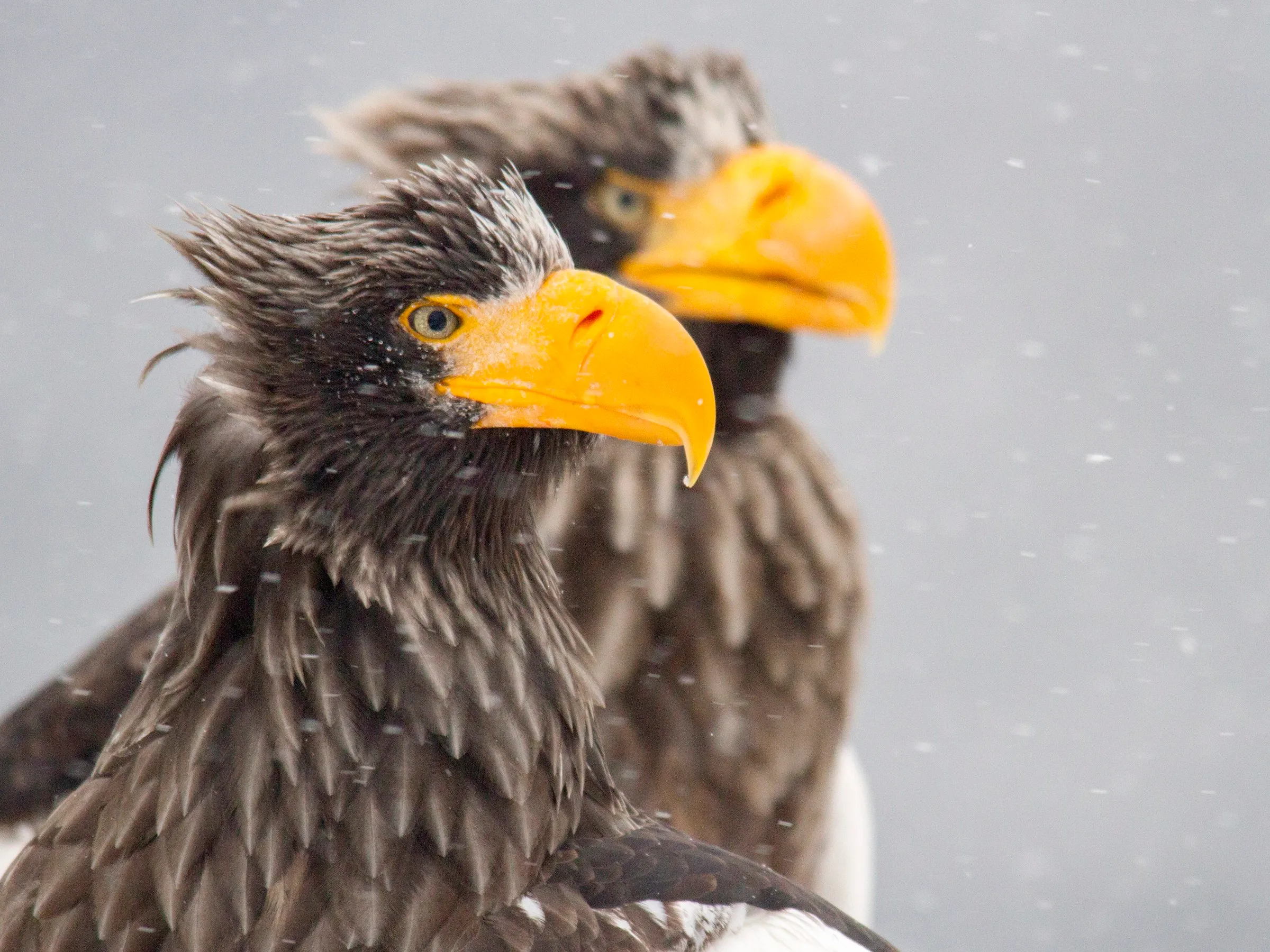 Steller's Sea Eagle - 1