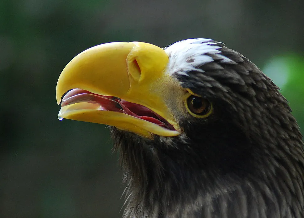 Steller's Sea Eagle - 2