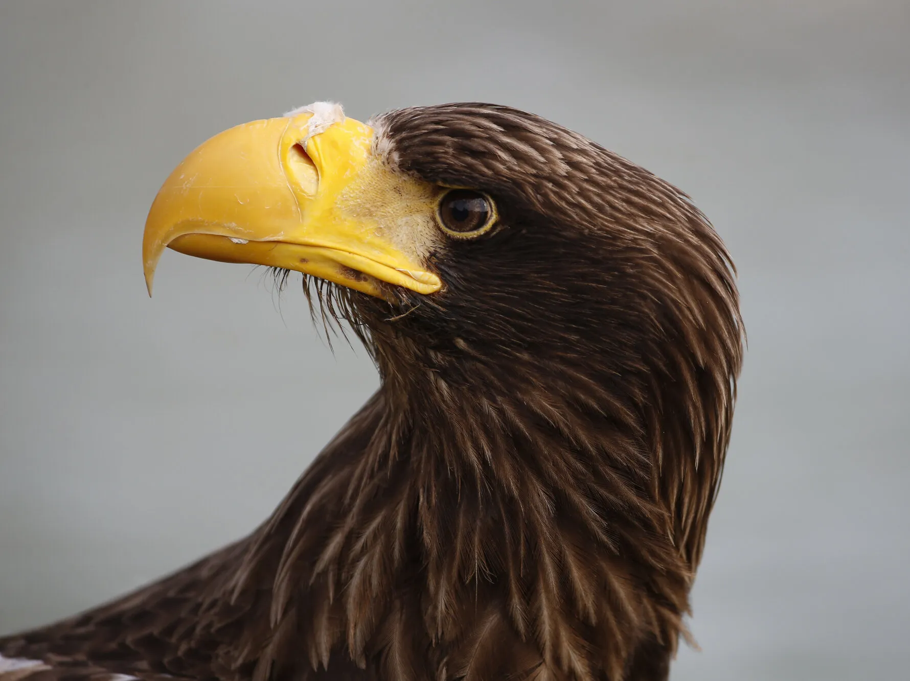 Steller's Sea Eagle - 3