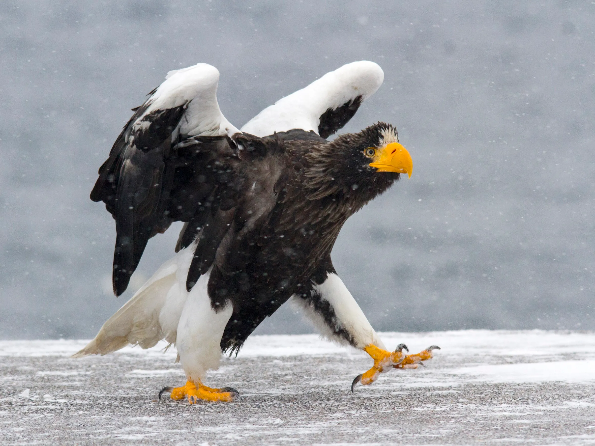 Steller's Sea Eagle - 4